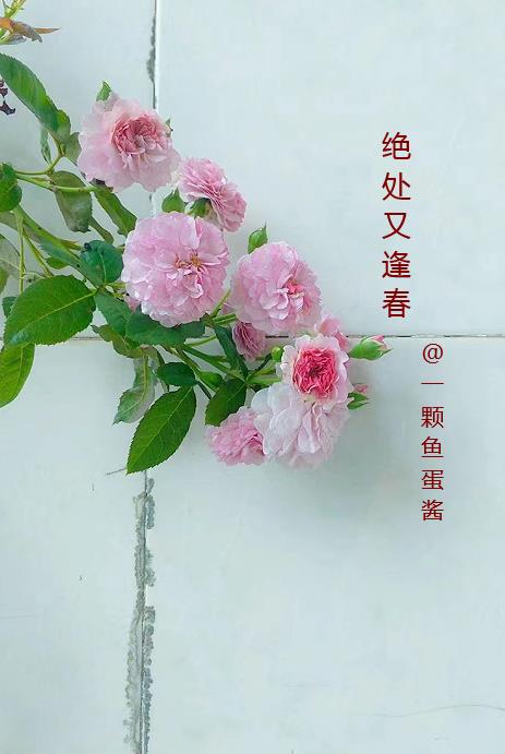 绝处逢生柳暗花明又一村